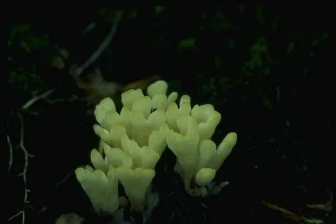 蘑菇图片 蘑菇图片