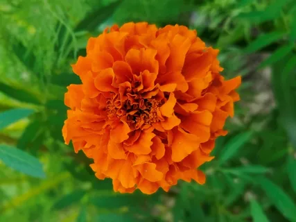 橙色金盏菊花朵摄影图片 橙色金盏菊花朵摄影图片