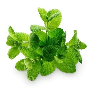 薄荷 PNG免抠
