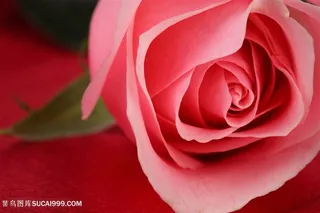 高清唯美粉玫瑰花鲜花图片