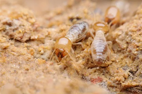 两只可爱的蚂蚁