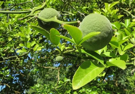 新鲜成熟的柑橘枳
