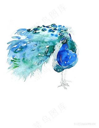 孔雀高清水彩画