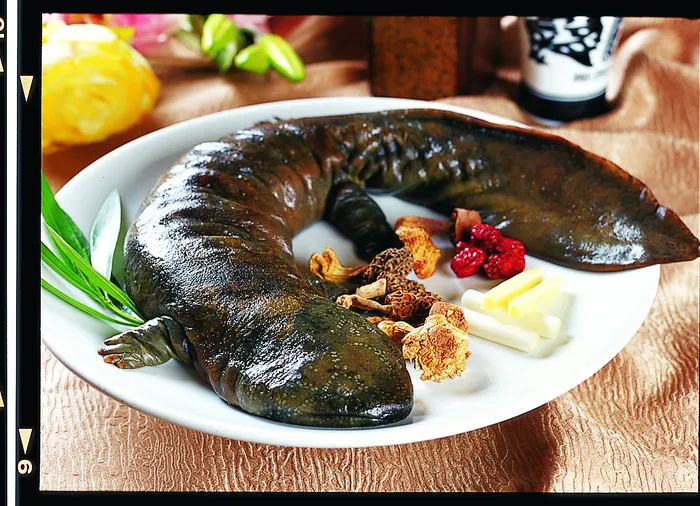 1009CS-0089红烧大鲵