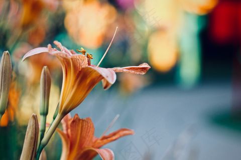 橙色百合花图片