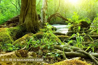 热带雨林里的植物风景摄影高清图片