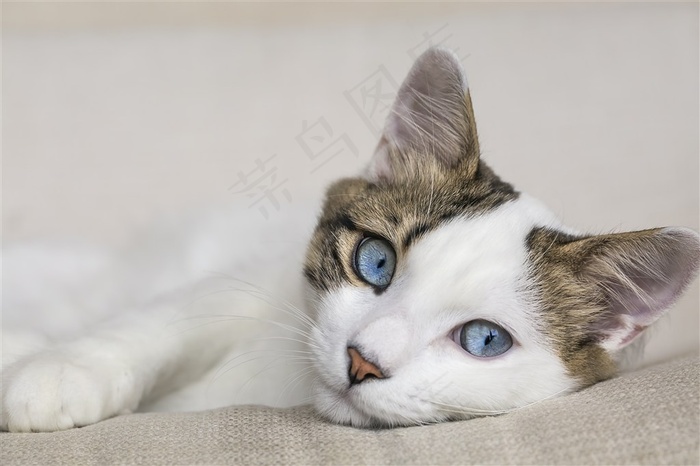 侧躺着的小猫咪