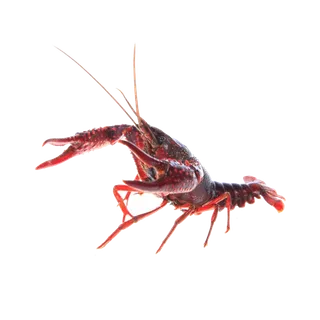 虾类(16)海鲜超市商品红酒白底图免抠实物摄影png格式图片透明底