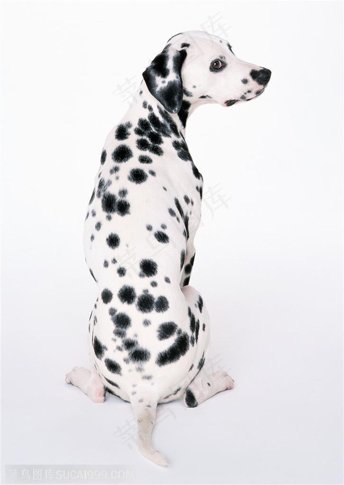 中型犬-歪头的斑点狗背面