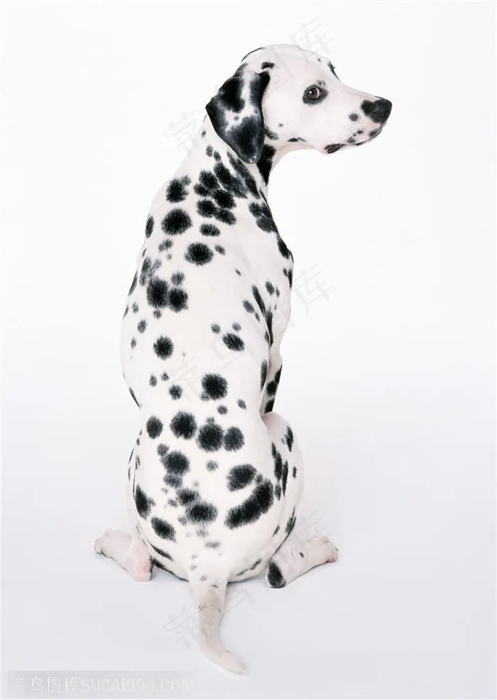 中型犬-歪头的斑点狗背面