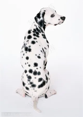 中型犬-歪头的斑点狗背面