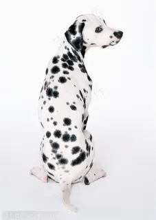 中型犬-歪头的斑点狗背面 中型犬-歪头的斑点狗背面
