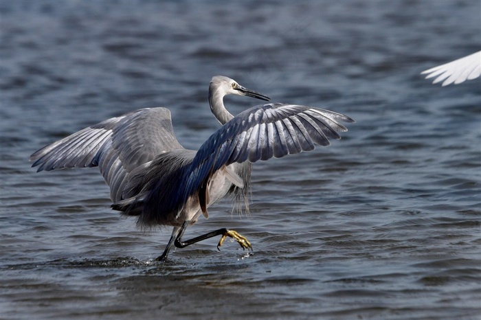 灰色的白鹭摄影素材