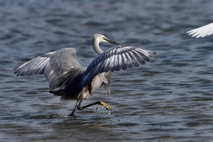 灰色的白鹭摄影素材