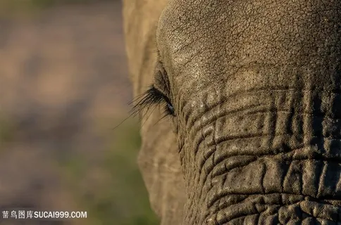 泰国大象图片特写
