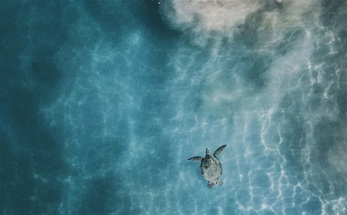 大海里的海龟素材