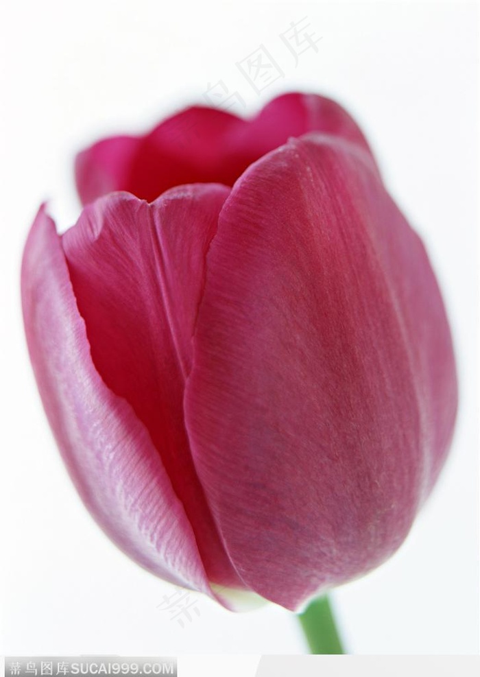 花的彩绘-紫色的郁金香花朵