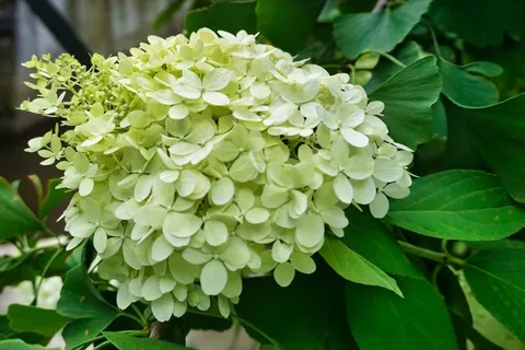 淡黄色八仙花图片 淡黄色八仙花图片