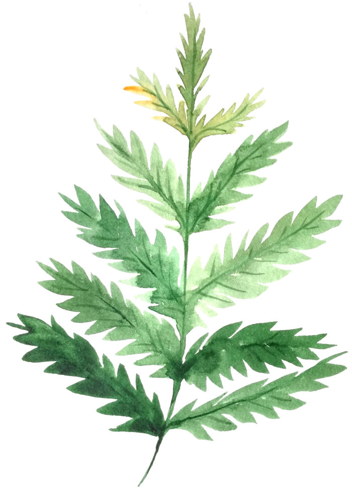 树叶花草植物免扣植物水彩插画设计素材