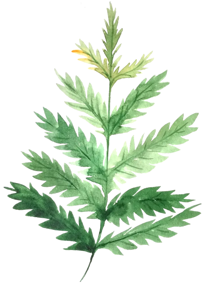 树叶花草植物免扣植物水彩插画设计素材