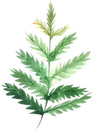 树叶花草植物免扣植物水彩插画设计素材