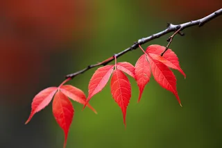 秋天红色的枫叶树枝树叶摄影图