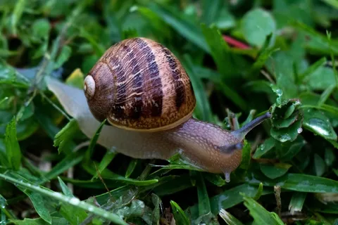 绿草上的蜗牛图片