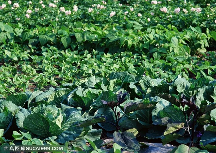 农作物-地里种植了包菜、辣椒、土豆等蔬菜苗