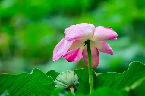 沾满雨水的荷花