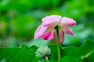 沾满雨水的荷花