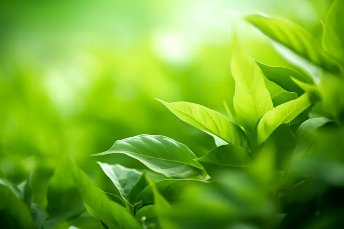 春夏绿叶植物摄影图(4032x2688)