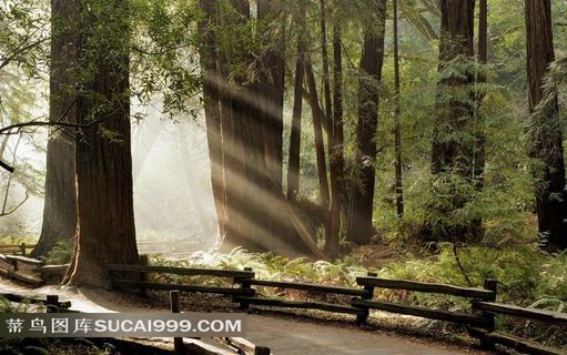 树林阳光小木桥摄影背景图片