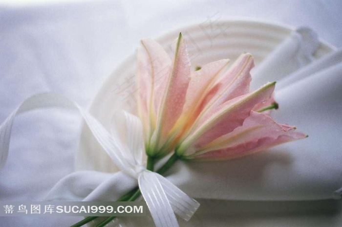 未盛开的百合图片