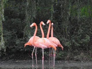 动物园火烈鸟图片