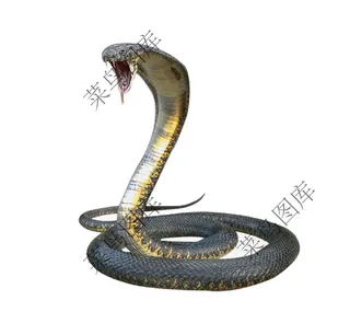 凶猛眼镜蛇高清图