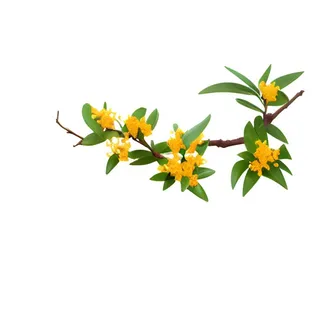 桂花树枝免抠