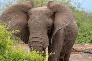 非洲巨型大象图片