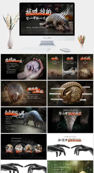 被吃掉的穿山甲的一生！——野生动物保护主题ppt模板预览图