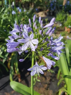 百子莲花卉图片