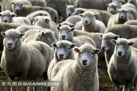 农场动物系列 - 温顺可爱的绵羊群