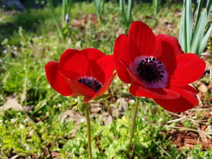 野生红色银莲花高清图片