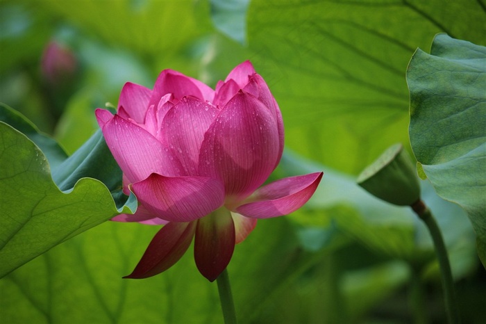 唯美粉色荷花摄影大图