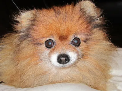博美犬可爱图片 博美犬可爱图片