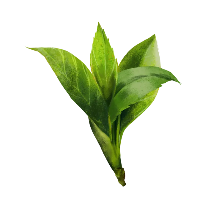 树木树枝树叶免扣素材