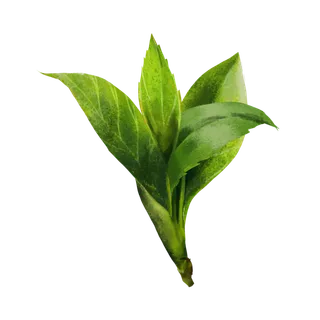 树木树枝树叶免扣素材 树木树枝树叶免扣素材