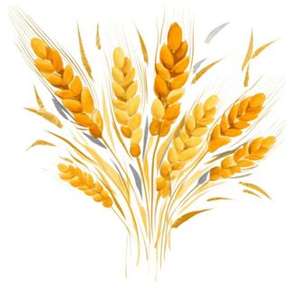 小麦麦穗金黄免抠