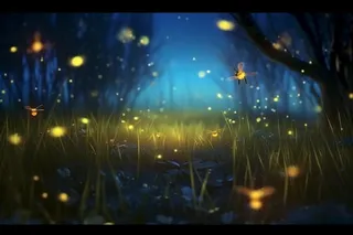 夜晚萤火虫草丛背景