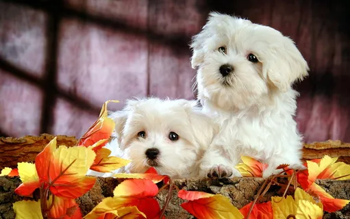 比熊犬图片 比熊犬图片