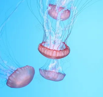 水族馆漂亮水母图片