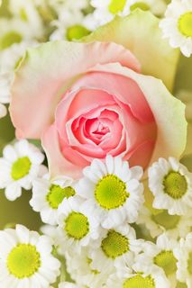 高清粉红玫瑰图片下载